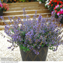 Nepeta x faassenii