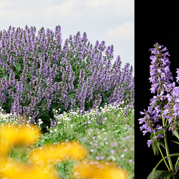 Nepeta 'Magical Mr Blue Sky'