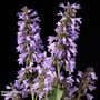 Nepeta 'Magical Mr Blue Sky'