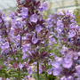 Nepeta hybrid 'Cat's Pajamas'