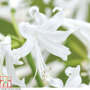 Nerine bowdenii 'Alba'