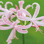 Nerine bowdenii 'Stefani'