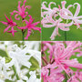 Nerine bowdenii Collection