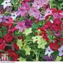 Nicotiana 'Eau de Cologne Mixed'