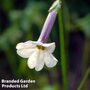 Nicotiana suaveolens - Easy Grow Seed Range