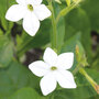 Nicotiana x sanderae 'Fragrant Cloud' - Seeds