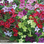Nicotiana x sanderae 'Eau de Cologne Mixed' F1 Hybrid - Seeds