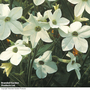 Nicotiana x sanderae 'Fragrant Cloud' - Seeds