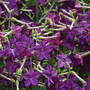 Nicotiana 'Perfume Deep Purple'