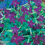 Nicotiana x sanderae 'Perfume Deep Purple' F1 Hybrid - Seeds