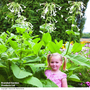 Nicotiana sylvestris - Seeds