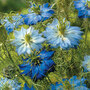 Nigella 'Moody Blues' - Start-A-Garden? Seed Range