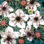 Nigella papillosa 'African Bride' - Kew Flowerhouse Seed Collection