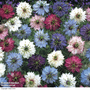 Nigella damascena 'Persian Jewels' - Seeds