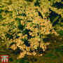 Nothofagus antarctica