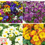 Nurseryman's Choice Winter Flowering Bedding