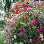 Nurseryman's Choice Hanging Basket Mixed Collection
