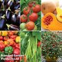 Nurseryman's Choice Potted Vegetables