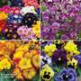 Nurseryman's Choice Winter Flowering Bedding