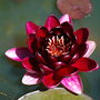 Nymphaea 'Black Princess'