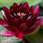 Nymphaea 'Black Princess'