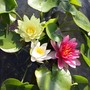 Water Lily Trio with a Pond Basket