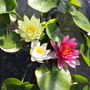Water Lily 'Pygmaea' Trio Pond Kit