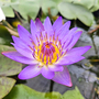 Water Lily 'Tropical Blue' (Deep Water Aquatic)