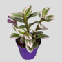 Tradescantia Nanouk