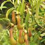 Nepenthes alata