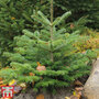 Abies nordmanniana