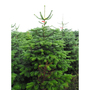 Nordmann Fir Real Christmas Tree Premium Quality