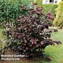 Nut Tree - Purple Filbert