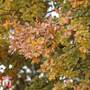 Quercus robur (Hedging)