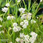 Oenanthe aquatica (Marginal Aquatic)