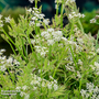 Oenanthe fistulosa 'Flamingo' (Marginal Aquatic)