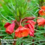 Oenothera 'Sunset Boulevard'