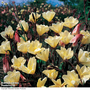 Oenothera 'Lemon Sunset' - Seeds
