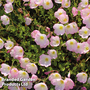 Evening Primrose 'Pink Petticoats' - Seeds