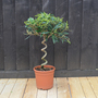 Olive Tree with Spiral Stem