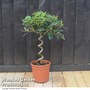 Olive Tree with Spiral Stem