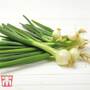 Onion 'Paris Silver Skinned' - Seeds