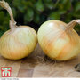 Onion 'Senshyu' (Autumn Planting)