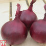Onion 'Red Herald' F1 hybrid - Seeds