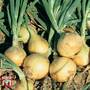Onion 'Radar' (Autumn Planting)
