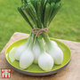 Spring Onion 'White Star' - Seeds