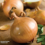 Onion 'Ailsa Craig' (Giant/Show Vegetable) - Veg Saver Seeds