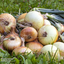 Onion 'Ailsa Craig' (Giant/Show Vegetable) - Seeds