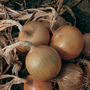 Onion 'Bedfordshire Champion' - Seeds