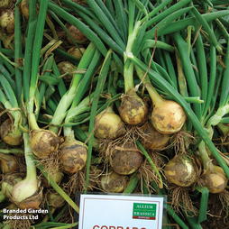 Onion 'Corrado' F1 (Spring Planting)